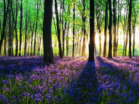 Forest glow - sunbeams, branches, rays, carpet, trees, bluebells, summer, shine, lovely, glow, forest, blue, beautiful, flowers