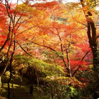 Autumn in Kyoto