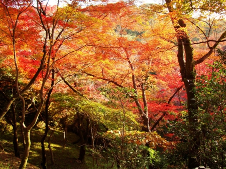 Autumn in Kyoto - japan, nature, autumn, forest, kyoto, japanese