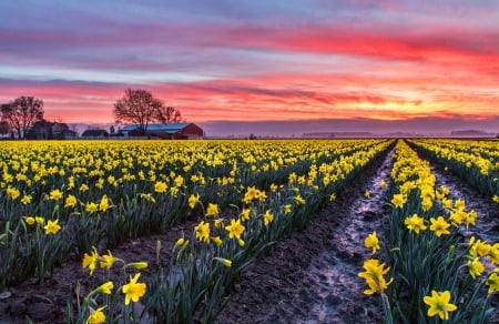 Field of daffodils at sunset - pretty, sundown, amazing, meadow, daffodils, spring, flowers, field, cottage, sky, clouds, house, beautiful, lovely, tree, nature, sunset