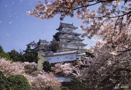 Himeji Castle - cherry blossom, japan, sakura, castle, japanese, himeji, spring