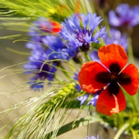 Stalk of apring flowers