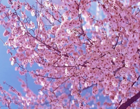 Cherry Blossoms - cherry blossom, pretty, japan, sakura, pink, japanese, flowers, spring