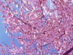 Cherry Blossoms