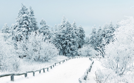 Snow - white, nature, snow, park, winter, scenery, tree, road