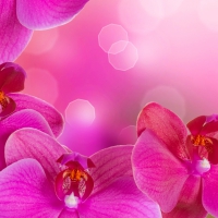 Pink orchids background