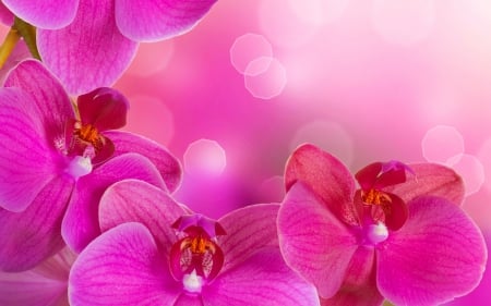 Pink orchids background