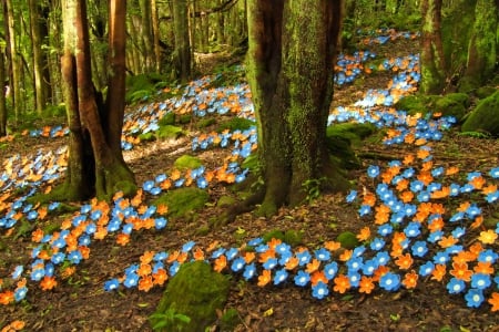 Forest flowers