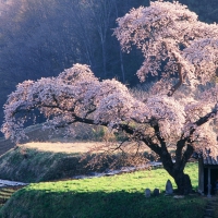 Spring in Japan