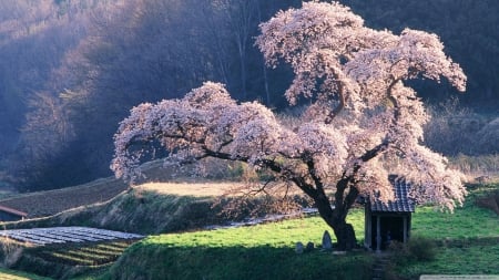 Spring in Japan - landscape, cherry, wallpaper, spring, east, hd, nature, sakura, blossoms, japan, tree, scene, flower