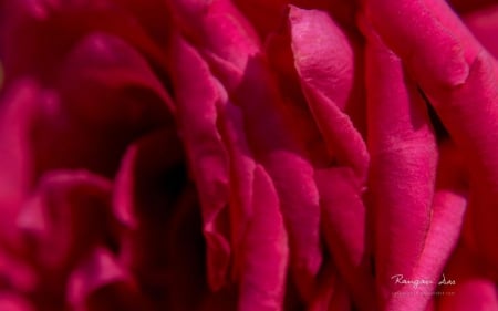 Garden glimpses VI. - abstract, red rose, photography, HD, petals, pink rose, flowers, nature, macro, rose, wallpaper