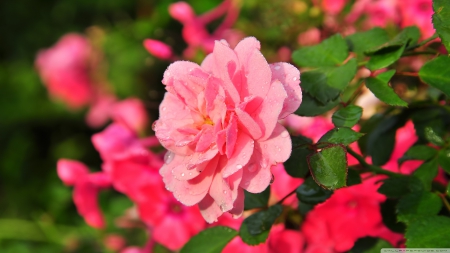 Beautiful Pink Rose - love, landscape, colorful, pink in color, leaf, rose, horns, nature, forces of nature, pink, romatic, leaves, garden, flower