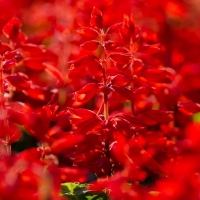 Red Salvia