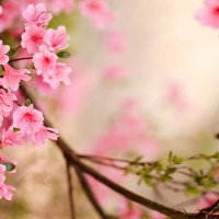 Beautiful Sakura Blossoms