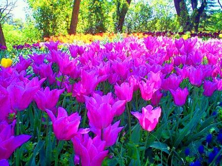 Morning sun - sunshine, flowers, trees, pink