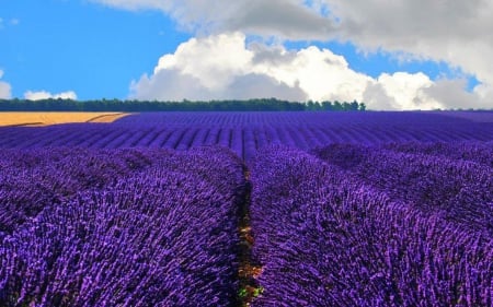 Purple Field - lavender, blossoms, rows, clouds