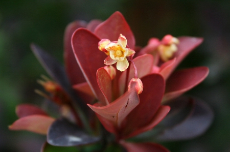 Flower - wonderful, flower, red, two