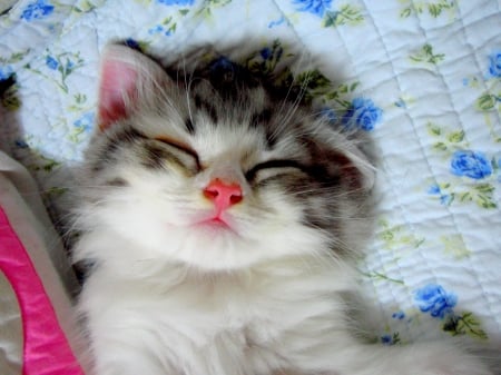 SLEEPING CUTENESS for CARMEN (carmen bonilla) - kitten, grandma, cute, gift, sleeping, Carmen