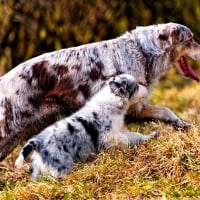 AUSTRALIAN SHEPHARDS