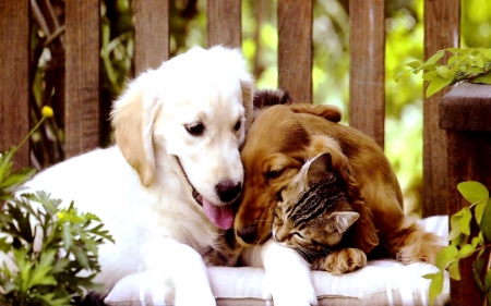 ADORABLE FRIENDS - pets, friends, dogs, cat