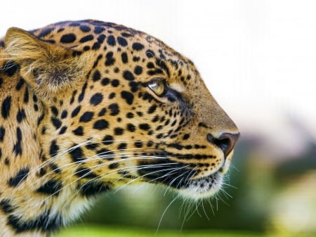 leopard - special, predator, leopard, camouflage, photoshop, beautiful, jungle