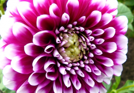 Dahlia (My Photography) - nature, dahlia, flowers, dahlias, flower