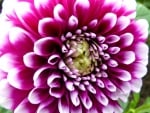 Dahlia (My Photography)