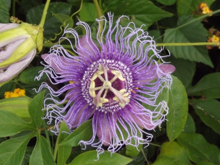 PASSION FLOWER - new, boston, flower, passion