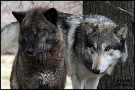 wolf couple - wolf couple, black, quotes, wolf, white, howling wolf, abstract, grey, animal, canis lupus, arctic