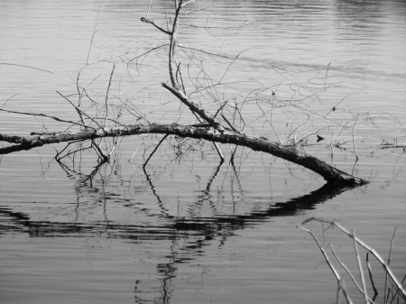 Lake Reflection of a Branch - of, lake, reflection, a, branch