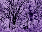 Purple Trees