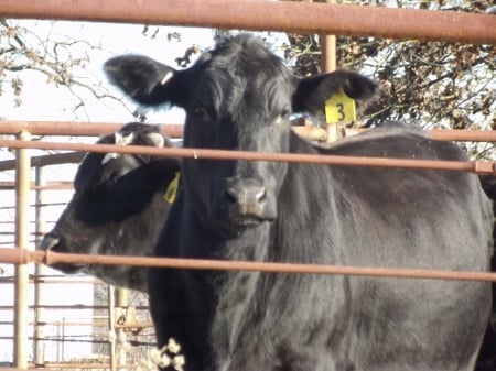 COUNTRY COWS - COWS, STARING, BLACK, COUNTRY