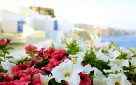 Greece - macro, sun, summer, flowers, buildings, sea, greece, flower