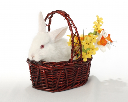 * Happy Easter * - flower, flowers, spring, yellow, easter, white, rabbit, natre, basket, bunny