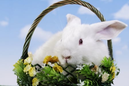 * Happy Easter * - easter, nature, bunny, happy