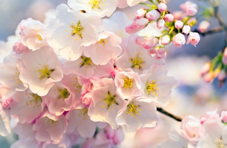 Spring blossoms