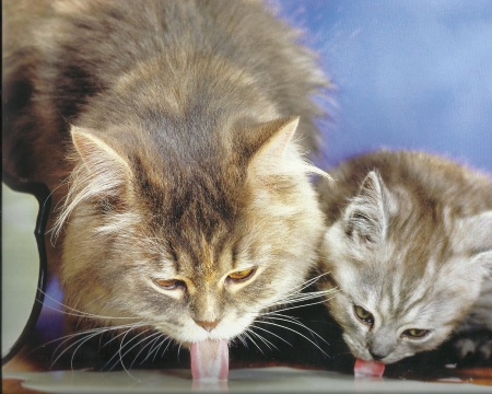 Mother and her kitten - cute, paws, kitten, cat