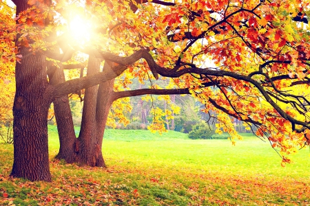 ♥Autumn Park♥ - autumn, fall season, tree, park, sun, leaves