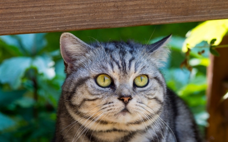 Cat - sleeping, cat face, hat, cat, kitty, animals, lovely, kitten, paws, face, pretty, cats, beautiful, cute