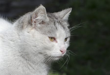 Cat - paws, face, pretty, cute, animals, beautiful, cat, sleeping, kitty, cats, kitten, hat, lovely, cat face