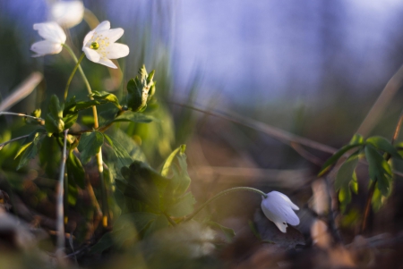 Spring - lovely, spring, nature, pink, beautiful, green, flowers, photo, cute, flower