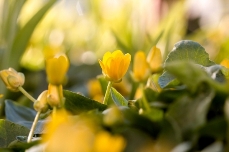 Spring - lovely, spring, nature, pink, beautiful, green, flowers, photo, cute, flower