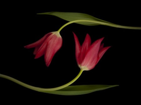 two red tulips - red, tulips, flowers, photography, still life, two