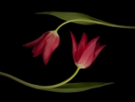 two red tulips