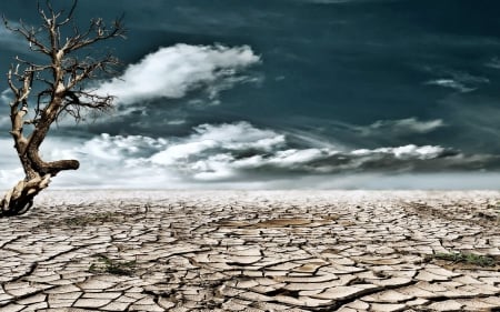 dry - sky, tree, desert, dry