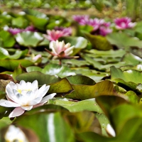 summer pond