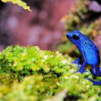 Blue frog