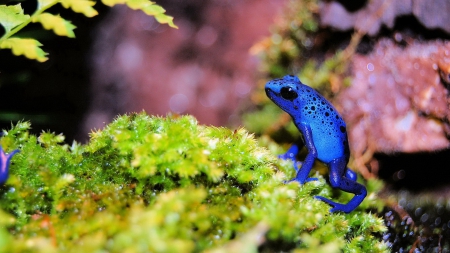 Blue frog - animal, nature, plants, frog