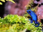 Blue frog