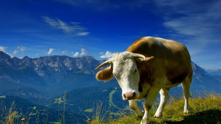 the hills are alive - summer, sky, mountains, bull, valley